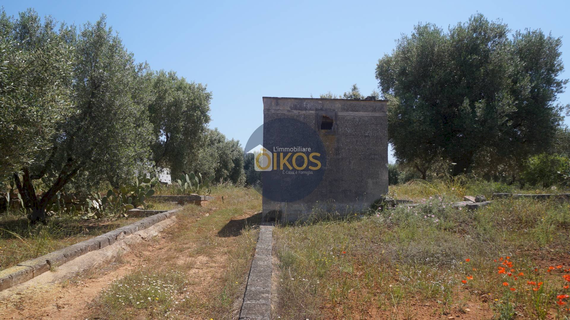 Foto 3 - Terreno agricolo contrada masciola, Fasano - foto 3