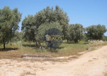 Foto 5 - Terreno agricolo contrada masciola, Fasano - foto 5