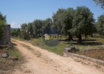 Foto 6 - Terreno agricolo contrada masciola, Fasano - foto 6