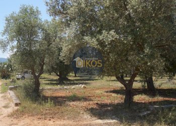 Foto 7 - Terreno agricolo contrada masciola, Fasano - foto 7