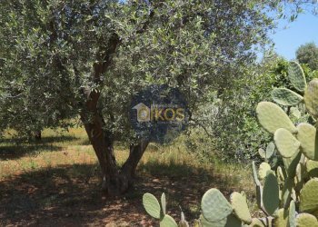 Foto 8 - Terreno agricolo contrada masciola, Fasano - foto 8