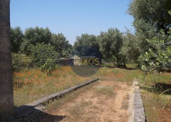 Foto 9 - Terreno agricolo contrada masciola, Fasano - foto 9