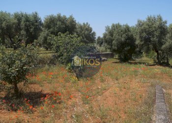 Foto 10 - Terreno agricolo contrada masciola, Fasano - foto 10