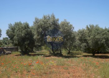 Foto 12 - Terreno agricolo contrada masciola, Fasano - foto 12