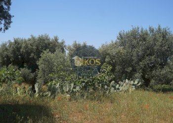 Foto 13 - Terreno agricolo contrada masciola, Fasano - foto 13