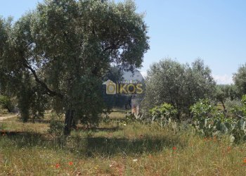 Foto 14 - Terreno agricolo contrada masciola, Fasano - foto 14