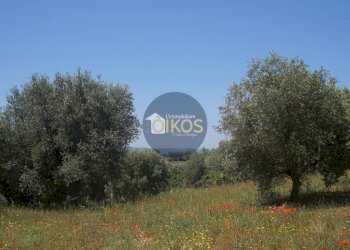 Foto 15 - Terreno agricolo contrada masciola, Fasano - foto 15