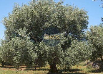 Foto 16 - Terreno agricolo contrada masciola, Fasano - foto 16