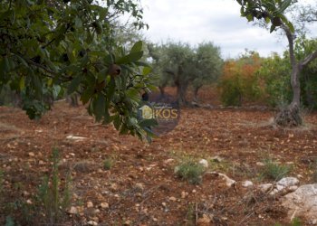 Foto 55 - Rustico via Colucci, Alberobello - foto 55