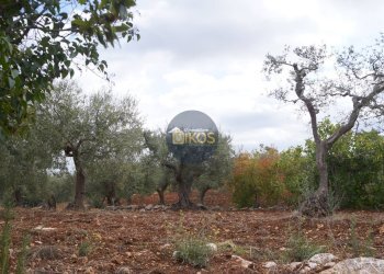 Foto 56 - Rustico via Colucci, Alberobello - foto 56