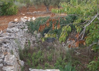 Foto 77 - Rustico via Colucci, Alberobello - foto 77