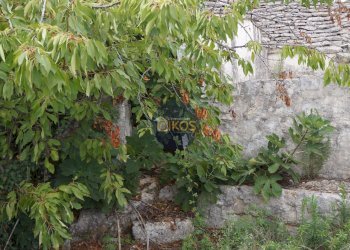 Foto 79 - Rustico via Colucci, Alberobello - foto 79