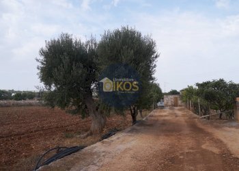 Foto 9 - Terreno agricolo Strada Comunale Fusella, Polignano a Mare - foto 9