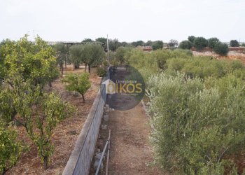 Foto 19 - Terreno agricolo Strada Comunale Fusella, Polignano a Mare - foto 19