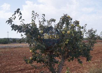 Foto 20 - Terreno agricolo Strada Comunale Fusella, Polignano a Mare - foto 20