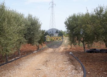 Foto 32 - Terreno agricolo Strada Comunale Fusella, Polignano a Mare - foto 32