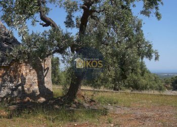 Foto 5 - Rustico contrada salamina, Fasano - foto 5