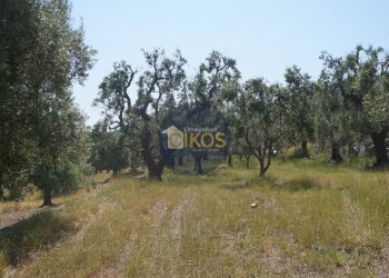 Foto 18 - Rustico contrada salamina, Fasano - foto 18