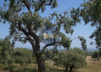 Foto 21 - Rustico contrada salamina, Fasano - foto 21