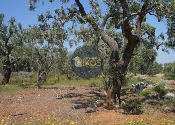 Foto 23 - Rustico contrada salamina, Fasano - foto 23