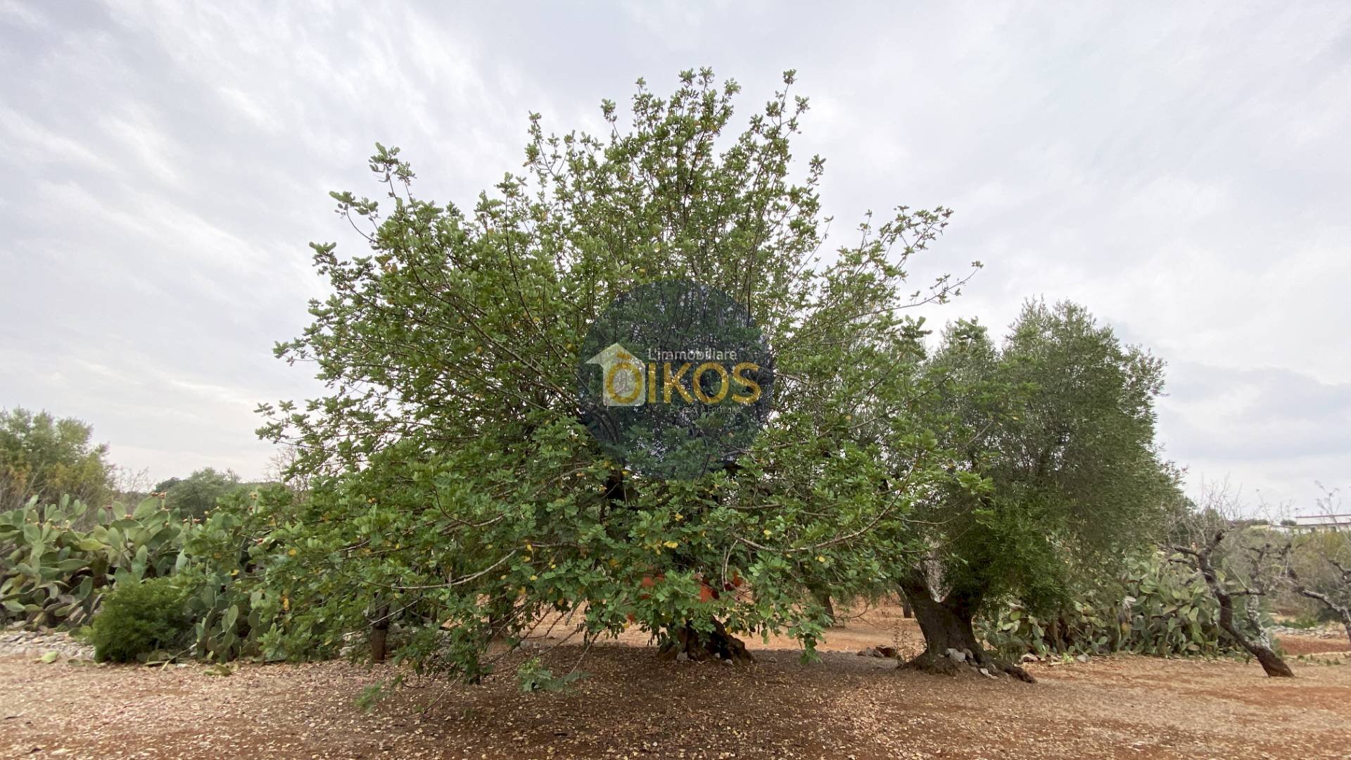 Foto 1 - Terreno edificabile Contrada Bellocchio, Monopoli - foto 1