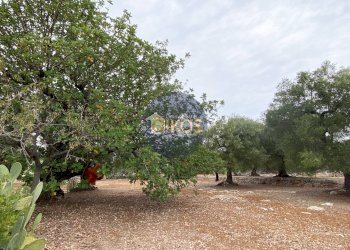 Foto 3 - Terreno edificabile Contrada Bellocchio, Monopoli - foto 3