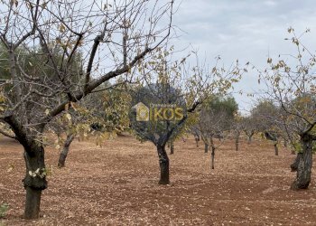 Foto 5 - Terreno edificabile Contrada Bellocchio, Monopoli - foto 5