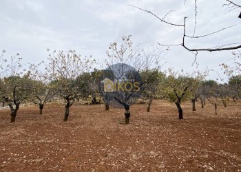 Foto 9 - Terreno edificabile Contrada Bellocchio, Monopoli - foto 9