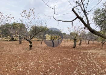 Foto 10 - Terreno edificabile Contrada Bellocchio, Monopoli - foto 10