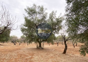 Foto 12 - Terreno edificabile Contrada Bellocchio, Monopoli - foto 12