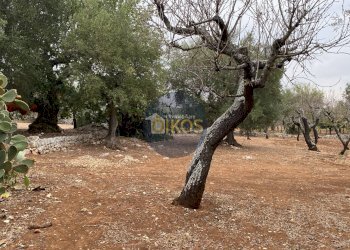 Foto 13 - Terreno edificabile Contrada Bellocchio, Monopoli - foto 13