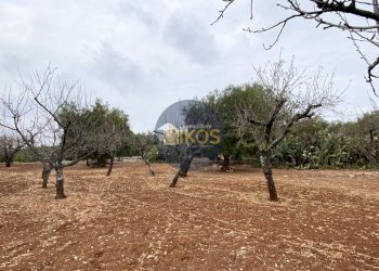 Foto 14 - Terreno edificabile Contrada Bellocchio, Monopoli - foto 14