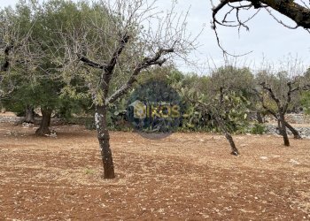 Foto 15 - Terreno edificabile Contrada Bellocchio, Monopoli - foto 15