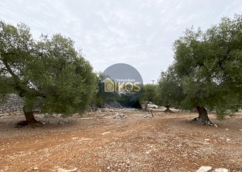 Foto 20 - Terreno edificabile Contrada Bellocchio, Monopoli - foto 20