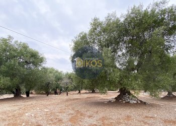 Foto 21 - Terreno edificabile Contrada Bellocchio, Monopoli - foto 21