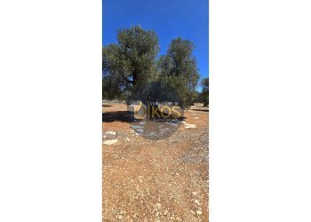 Foto 1 - Terreno agricolo contrada conchia, Monopoli - foto 1