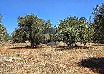 Foto 3 - Terreno agricolo contrada conchia, Monopoli - foto 3