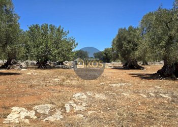 Foto 4 - Terreno agricolo contrada conchia, Monopoli - foto 4