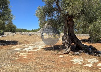 Foto 5 - Terreno agricolo contrada conchia, Monopoli - foto 5