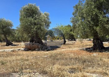 Foto 6 - Terreno agricolo contrada conchia, Monopoli - foto 6