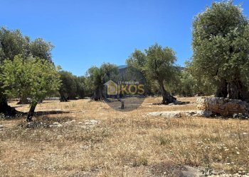 Foto 7 - Terreno agricolo contrada conchia, Monopoli - foto 7