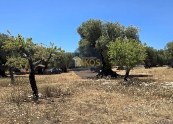 Foto 8 - Terreno agricolo contrada conchia, Monopoli - foto 8