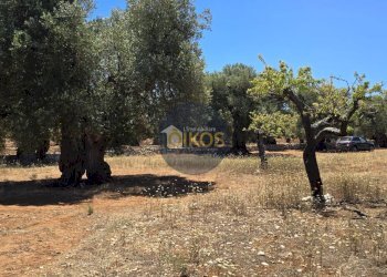 Foto 9 - Terreno agricolo contrada conchia, Monopoli - foto 9