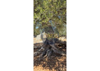 Foto 11 - Terreno agricolo contrada conchia, Monopoli - foto 11