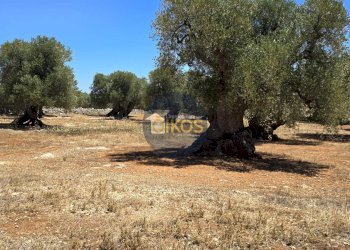 Foto 12 - Terreno agricolo contrada conchia, Monopoli - foto 12