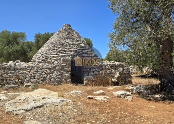 Foto 14 - Terreno agricolo contrada conchia, Monopoli - foto 14