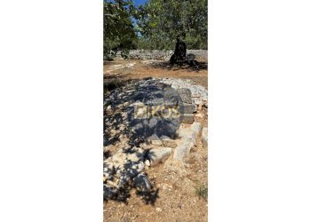 Foto 15 - Terreno agricolo contrada conchia, Monopoli - foto 15