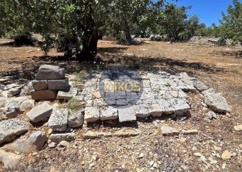 Foto 16 - Terreno agricolo contrada conchia, Monopoli - foto 16