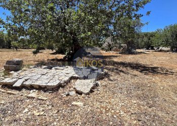 Foto 17 - Terreno agricolo contrada conchia, Monopoli - foto 17