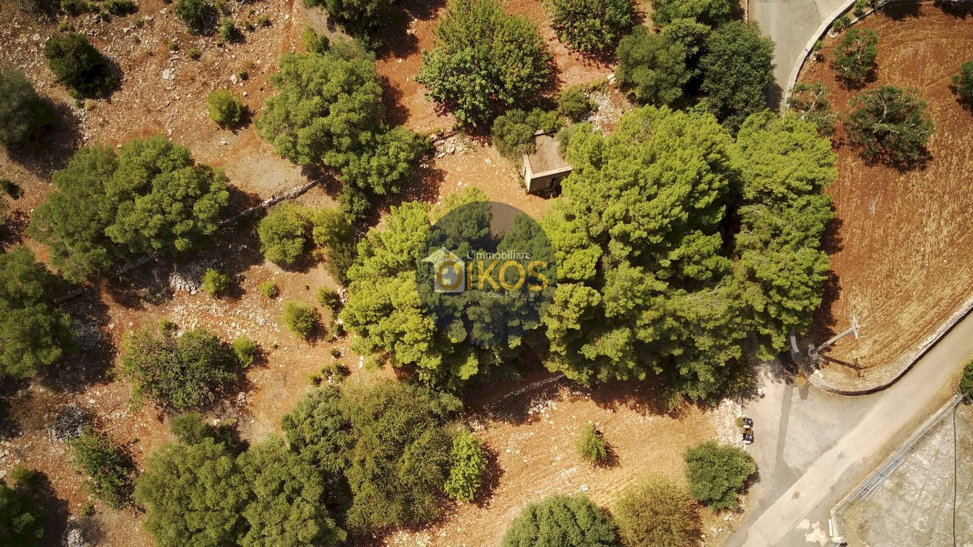 Foto 3 - Terreno agricolo Contrada Torchiano, Monopoli - foto 3